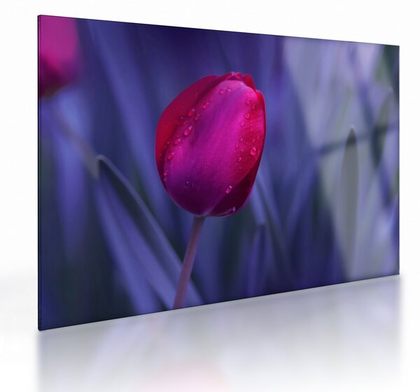 Skleněný obraz poupěte tulipánu (70x50 cm)