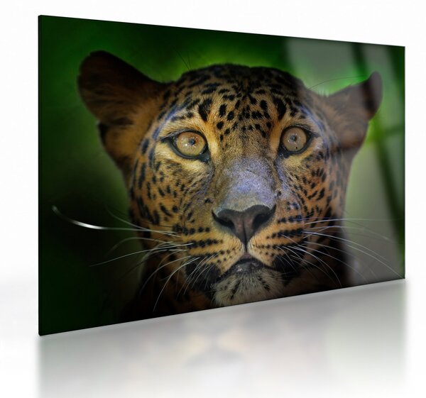 Skleněný obraz - Portrét leoparda, Sri Lanka (70x50 cm)