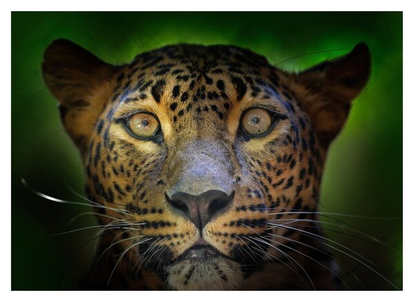 Skleněný obraz - Portrét leoparda, Sri Lanka (70x50 cm)