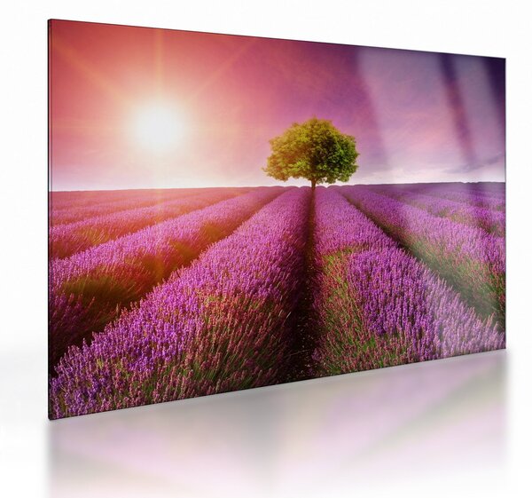 Skleněný obraz pole s levandulemi (70x50 cm)