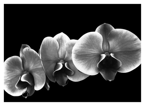 Skleněný obraz květu orchideje (70x50 cm)