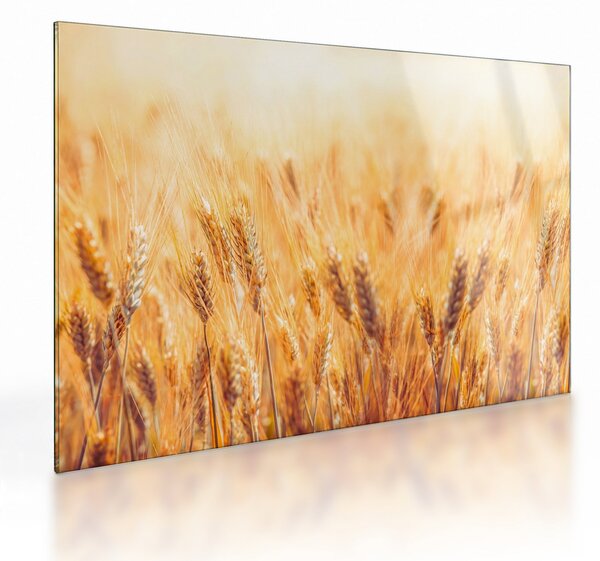 Skleněný obraz - pole s obilím (70x50 cm)