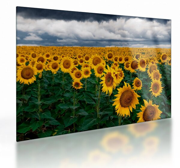 Skleněný obraz slunečnicového pole (70x50 cm)