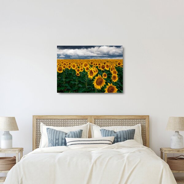 Skleněný obraz slunečnicového pole (70x50 cm)