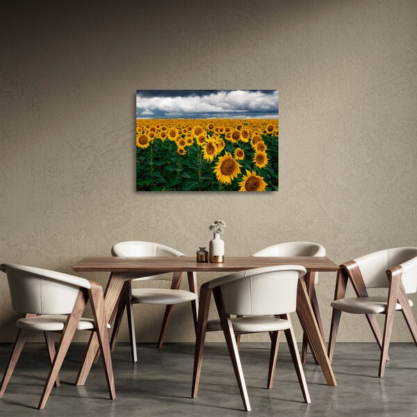 Skleněný obraz slunečnicového pole (70x50 cm)
