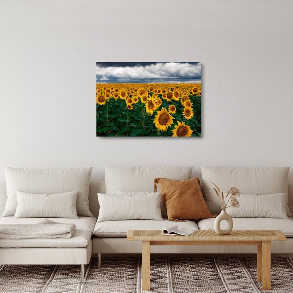 Skleněný obraz slunečnicového pole (70x50 cm)