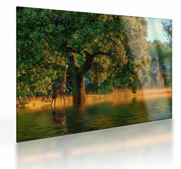 Skleněný obraz žiraf v přírodě (70x50 cm)