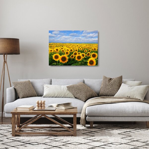 Skleněný obraz slunečnicového pole (70x50 cm)