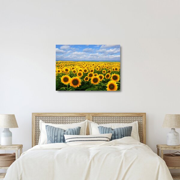 Skleněný obraz slunečnicového pole (70x50 cm)