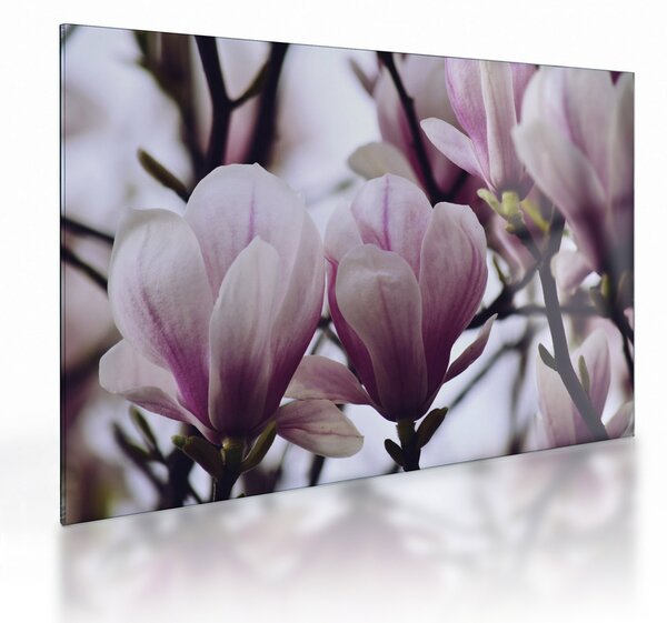 Skleněný obraz - Magnolie (70x50 cm)