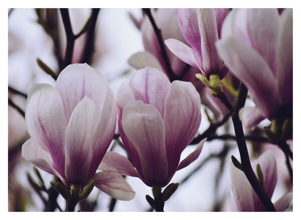 Skleněný obraz - Magnolie (70x50 cm)