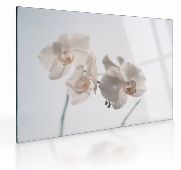 Skleněný obraz bílé orchideje (70x50 cm)