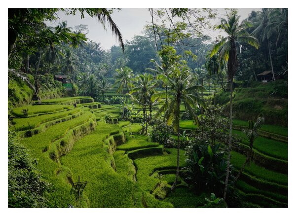 Skleněný obraz rýžových teras Tegalalang, Bali (70x50 cm)