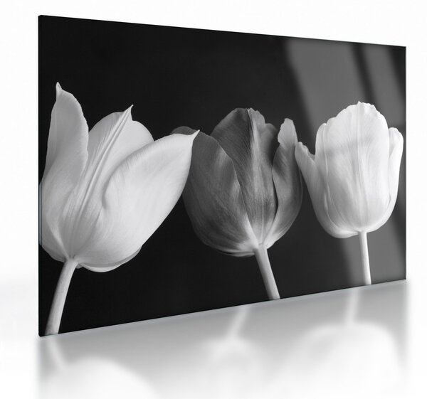 Skleněný obraz - Černobílé květy tulipánů (70x50 cm)