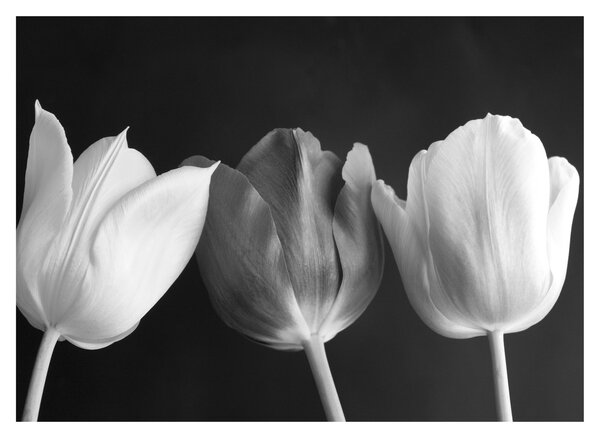 Skleněný obraz - Černobílé květy tulipánů (70x50 cm)