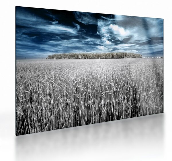Skleněný obraz pole (70x50 cm)