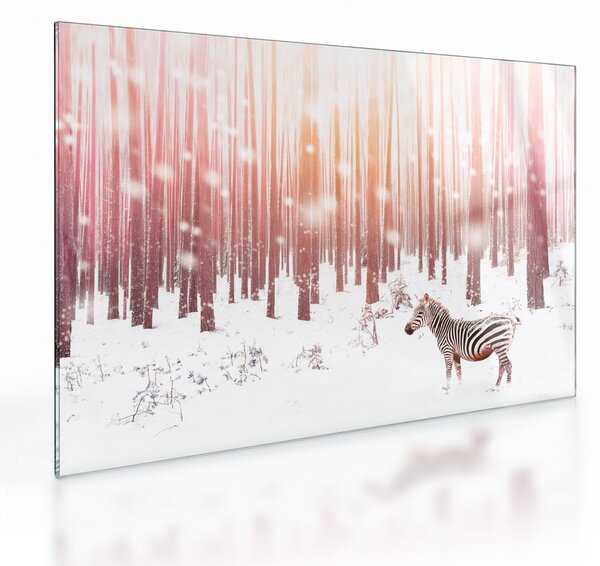 Skleněný obraz - Zebra v zasněženém lese (70x50 cm)