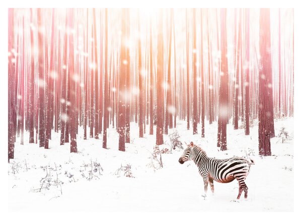 Skleněný obraz - Zebra v zasněženém lese (70x50 cm)