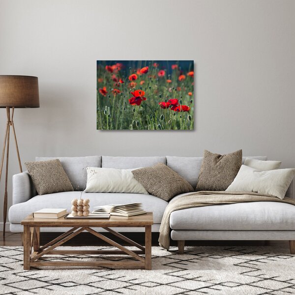 Skleněný obraz - Louka s Vlčími máky (70x50 cm)