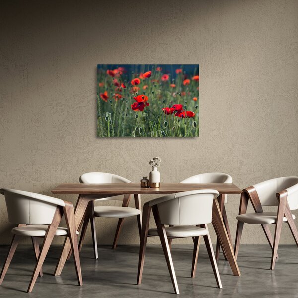 Skleněný obraz - Louka s Vlčími máky (70x50 cm)