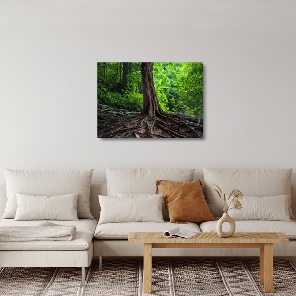 Skleněný obraz - Starý strom s kořeny (70x50 cm)