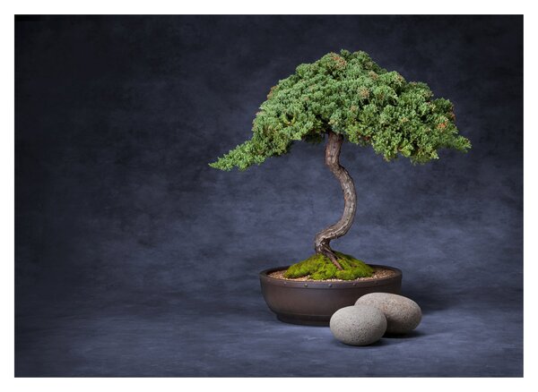 Skleněný obraz - Bonsai (70x50 cm)