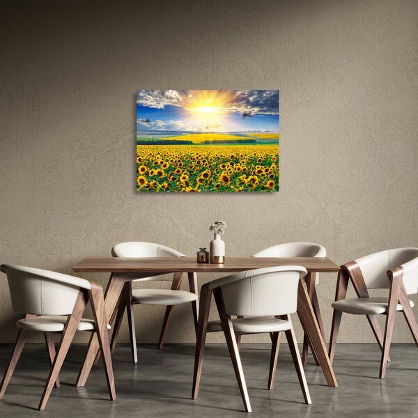Skleněný obraz - Pole Slunečnic (70x50 cm)