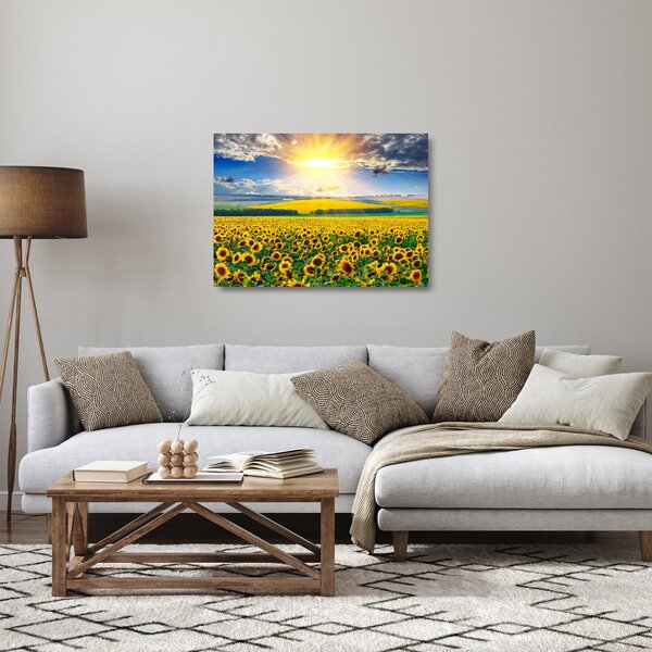 Skleněný obraz - Pole Slunečnic (70x50 cm)