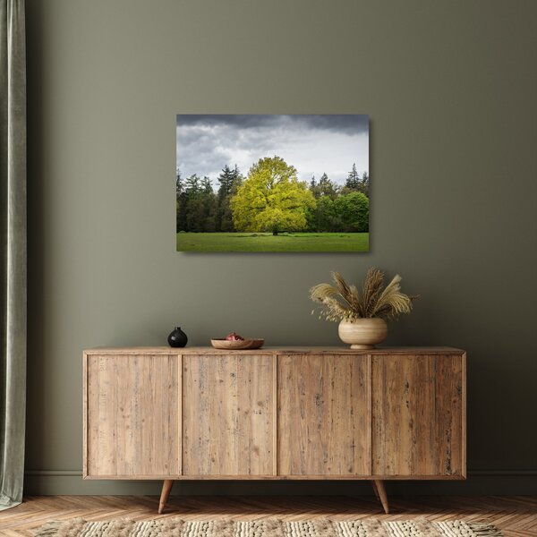 Skleněný obraz zeleného stromu uprostřed pole (70x50 cm)