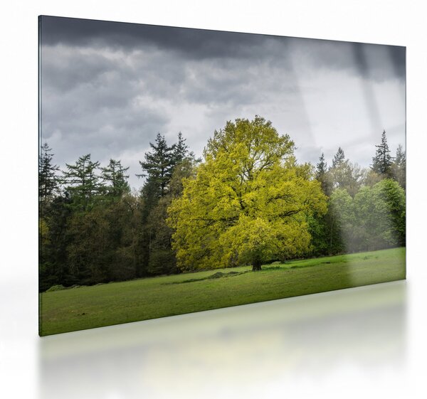Skleněný obraz zeleného stromu uprostřed pole (70x50 cm)
