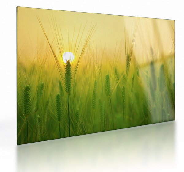 Skleněný obraz pole s obilím (70x50 cm)