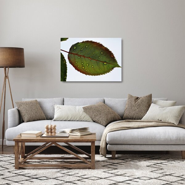 Skleněný obraz - List růže (70x50 cm)