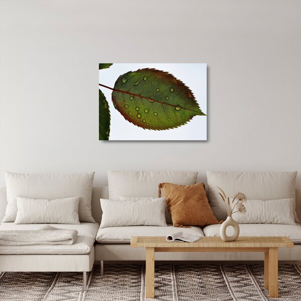 Skleněný obraz - List růže (70x50 cm)