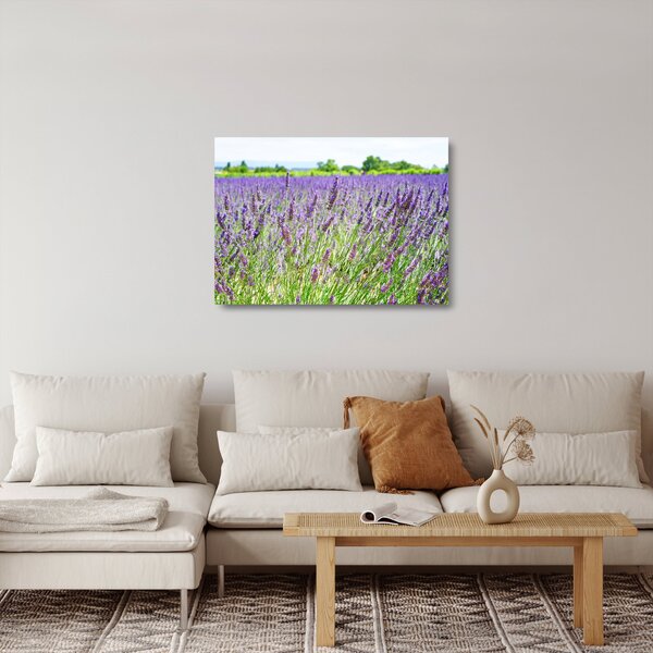 Skleněný obraz pole s levandulemi (70x50 cm)