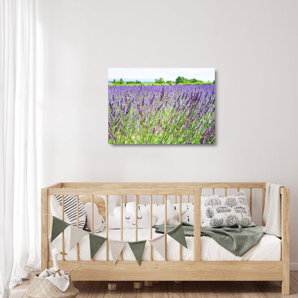 Skleněný obraz pole s levandulemi (70x50 cm)