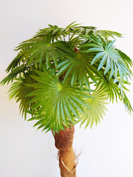 Umělá washingtonská palma 120cm