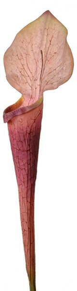 Umělá rostlina růžový květ kaly – 75 cm