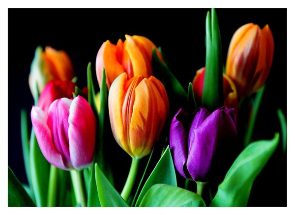 Skleněný obraz tulipánů na černém pozadí (70x50 cm)