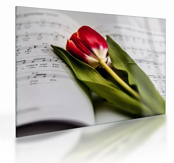 Skleněný obraz červeného tulipánu (70x50 cm)