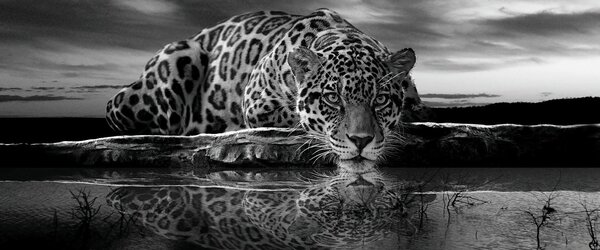 Postershop Fototapeta: Jaguar (černobílý) - 104x250 cm