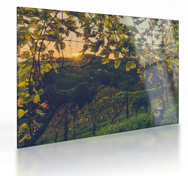 Skleněný obraz - Vinice (70x50 cm)