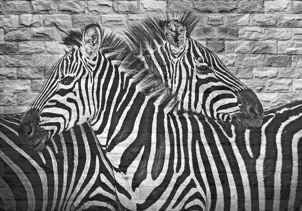 Postershop Fototapeta vliesová: Zebry - 184x254 cm