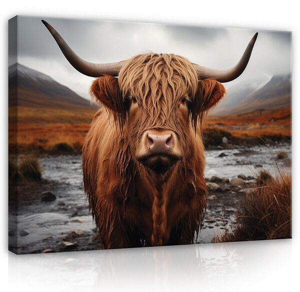 Postershop Obraz na plátně: Animals Scottish Highland Cow Landscape - 100x75 cm