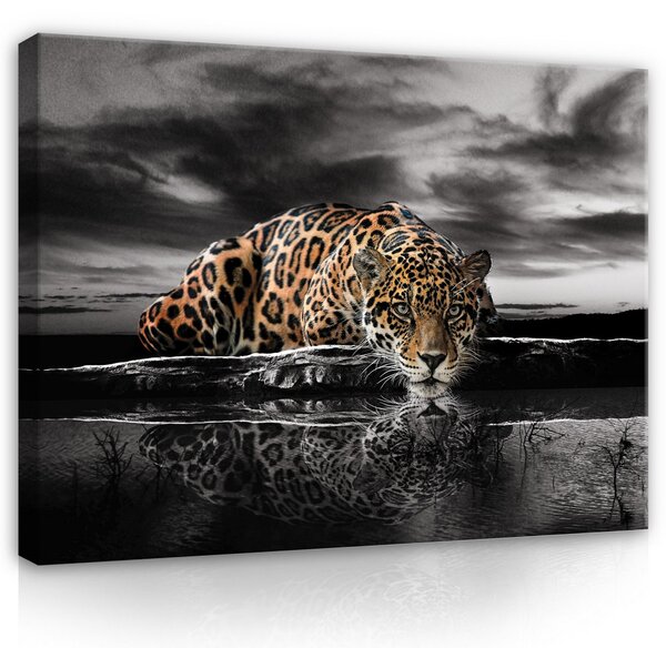 Postershop Obraz na plátně: Nature jaguar Africa jungle - 100x75 cm
