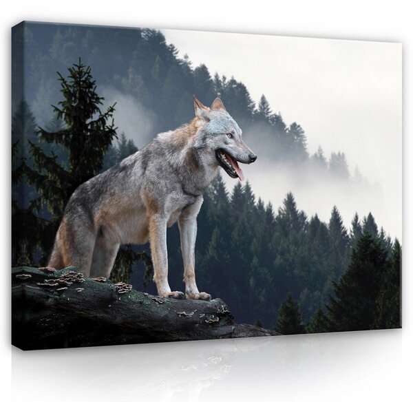 Postershop Obraz na plátně: Wild nature wolf forest - 80x60 cm