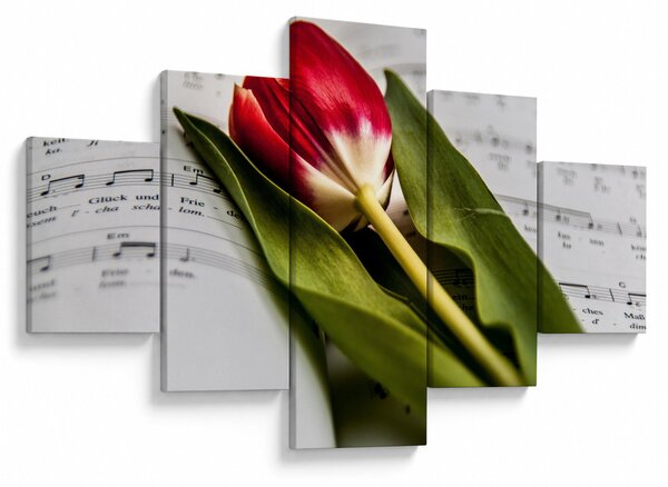 Obraz červeného tulipánu (125x70 cm)
