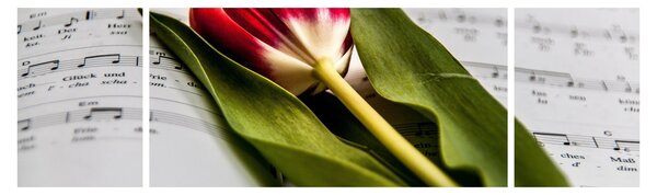Obraz červeného tulipánu (170x50 cm)