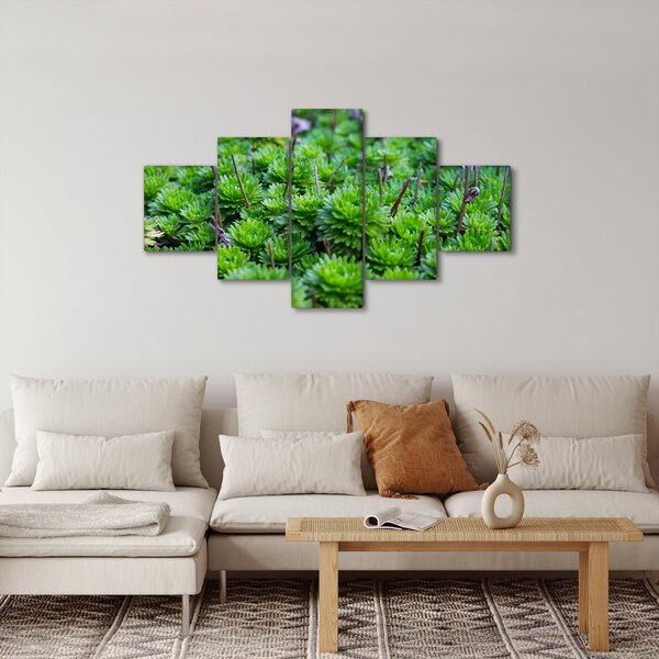 Obraz sukulentů (125x70 cm)