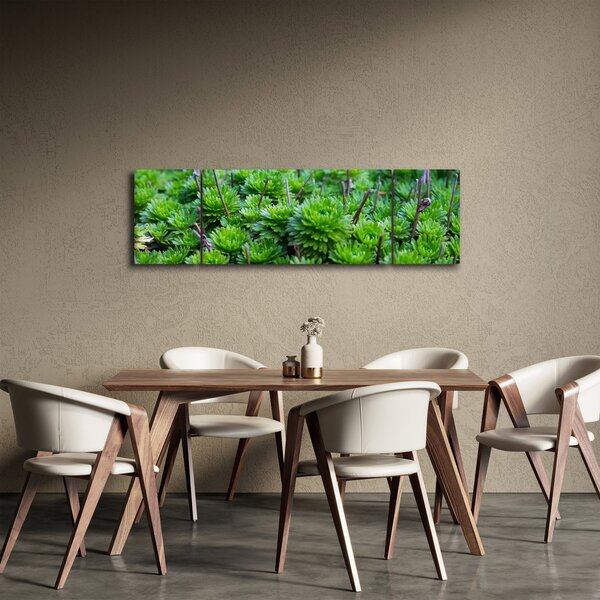 Obraz sukulentů (170x50 cm)