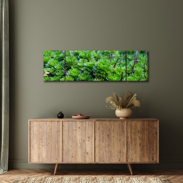 Obraz sukulentů (170x50 cm)